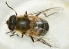 Eristalis similis